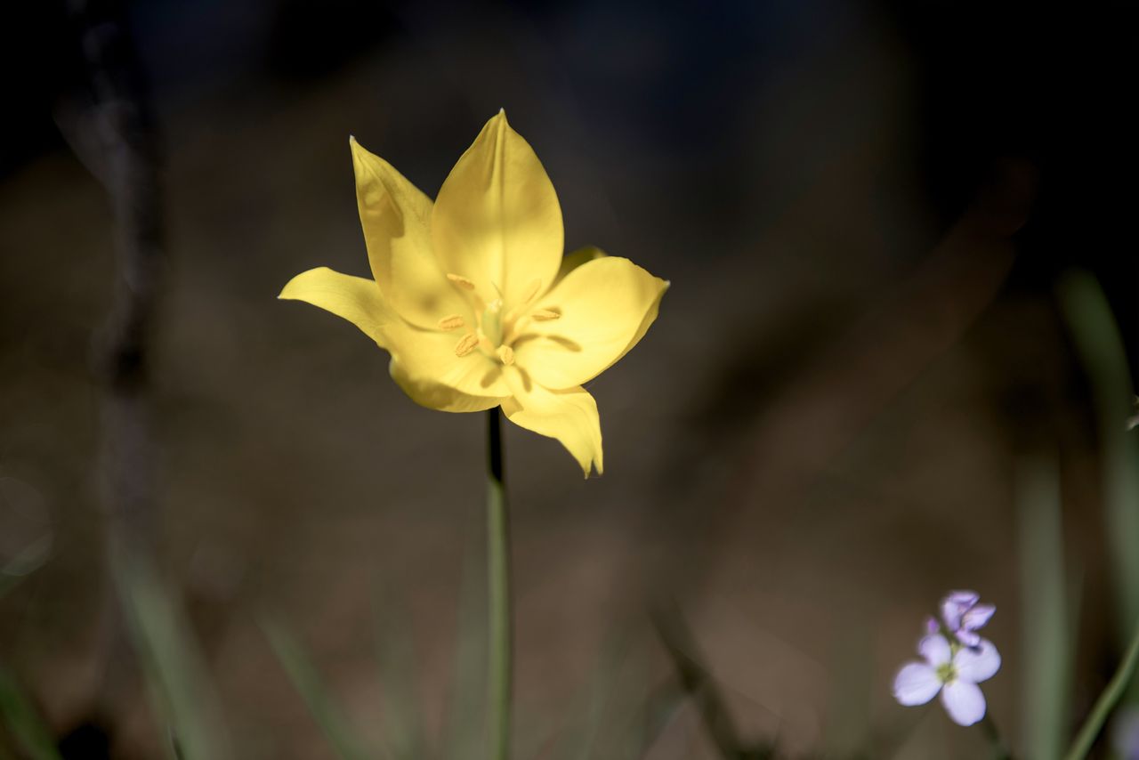 Flore Tulipe de vigne Tul_0424